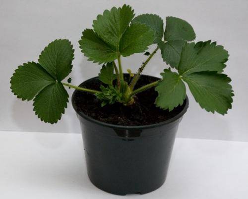 Growing strawberries on a windowsill all year round