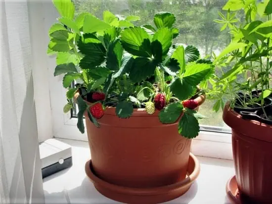 Growing strawberries on a windowsill all year round