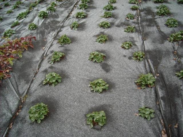 Growing strawberries under agrofibre