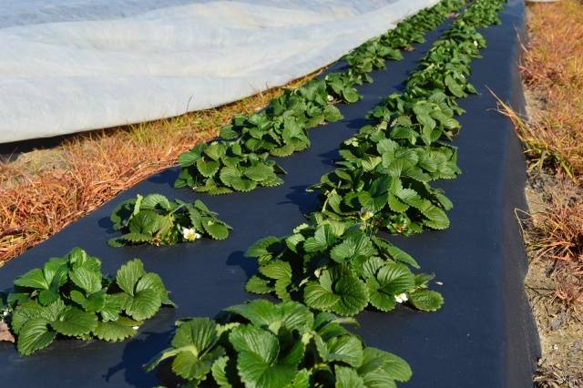 Growing strawberries under agrofibre