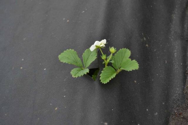 Growing strawberries under agrofibre