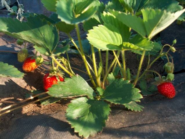 Growing strawberries under agrofibre