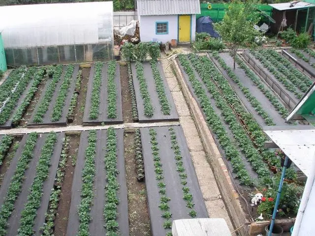 Growing strawberries under agrofibre