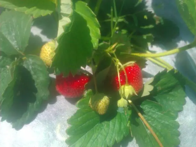 Growing strawberries under agrofibre