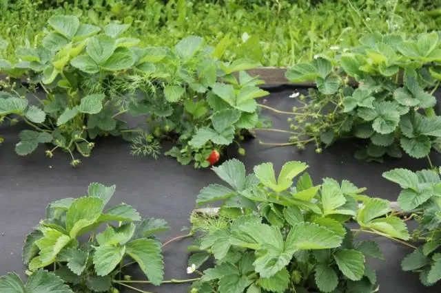 Growing strawberries under agrofibre