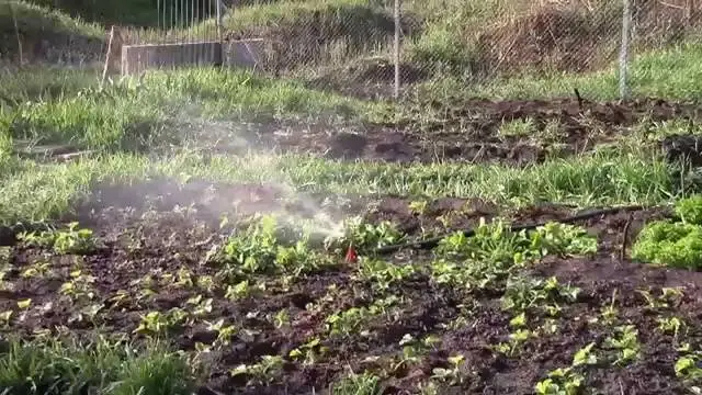 Growing strawberries under agrofibre