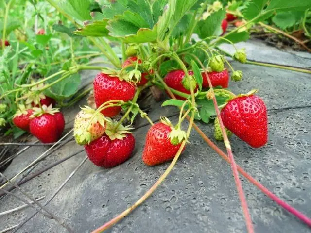 Growing strawberries under agrofibre