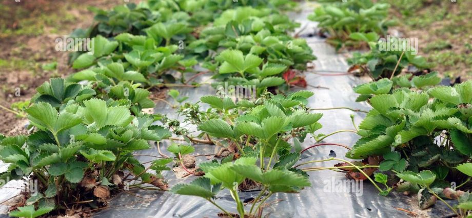 Growing strawberries under agrofibre