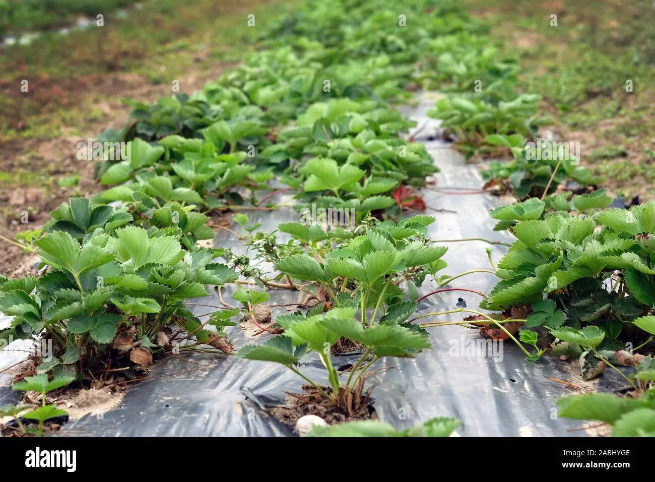 Growing strawberries under agrofibre