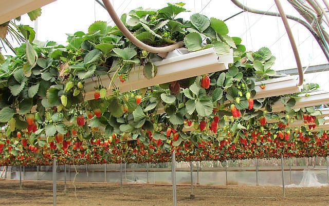 Growing strawberries using Dutch technology with video