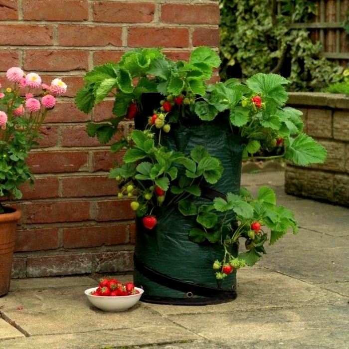 Growing strawberries using Dutch technology with video