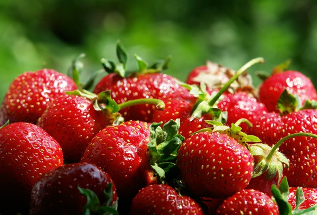 Growing strawberries using Dutch technology with video