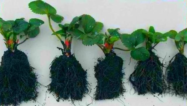 Growing strawberries using Dutch technology with video