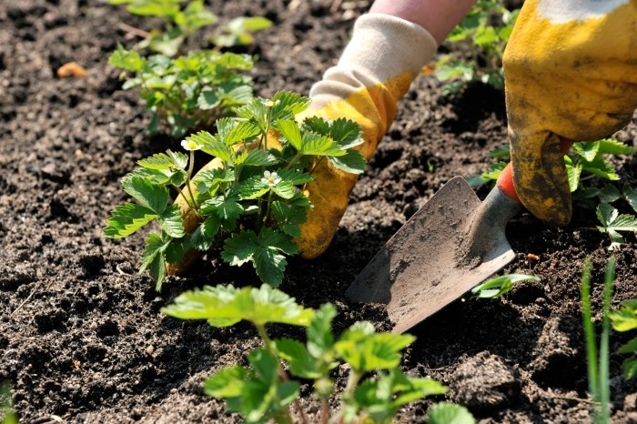 Growing strawberries using Dutch technology with video