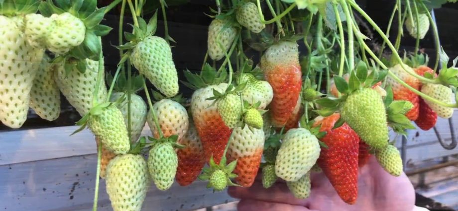 Growing strawberries using Dutch technology with video