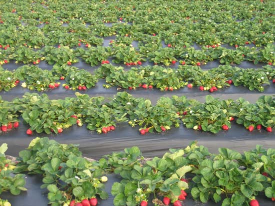 Growing strawberries using Finnish technology: the essence of the method