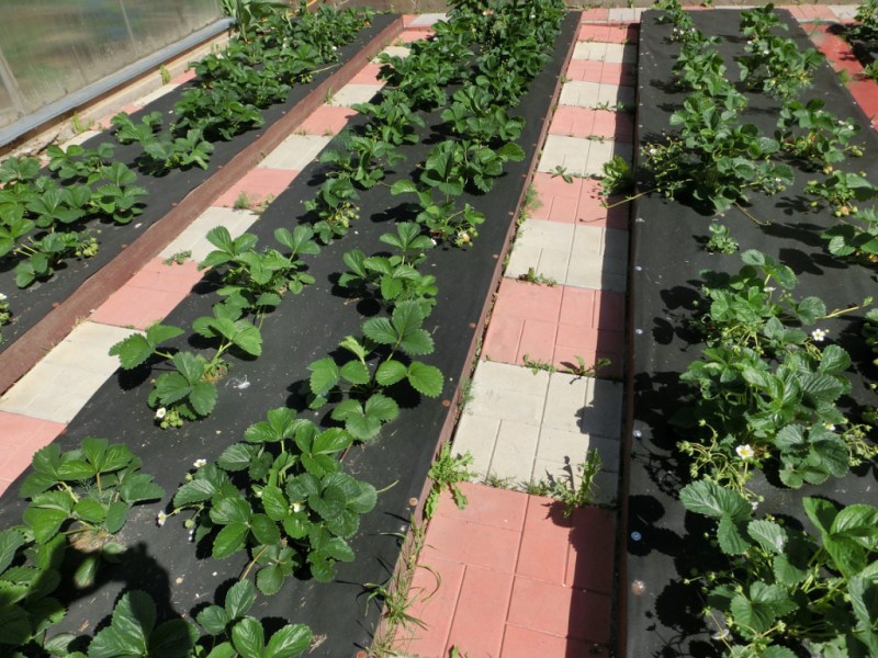 Growing strawberries using Finnish technology: the essence of the method