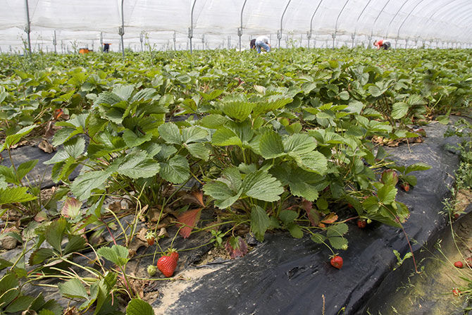 Growing strawberries using Finnish technology: the essence of the method