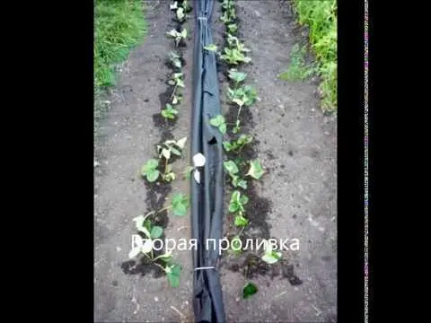 Growing strawberries using Finnish technology: the essence of the method