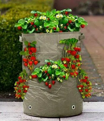 Growing strawberries vertically