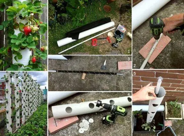 Growing strawberries vertically
