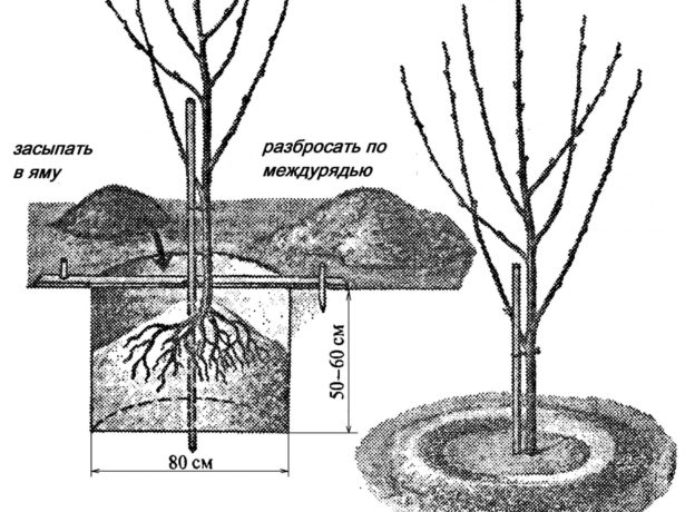 Growing sweet cherries in Siberia and the Urals