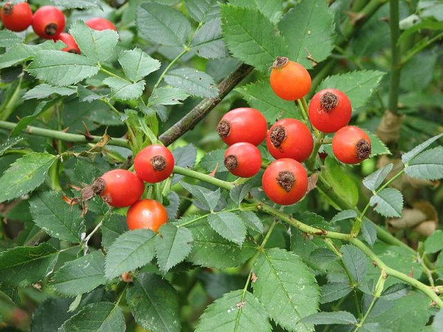 Growing sweet cherries in Siberia and the Urals