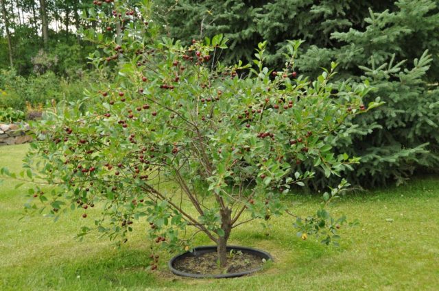 Growing sweet cherries in Siberia and the Urals