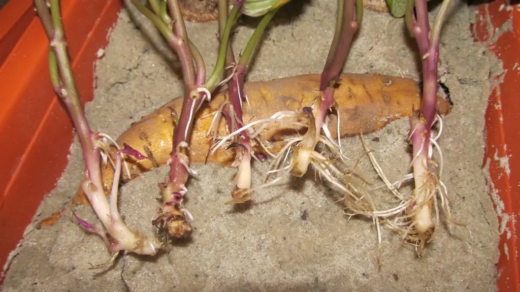 Growing sweet potatoes: the main advantages and virtues of the culture