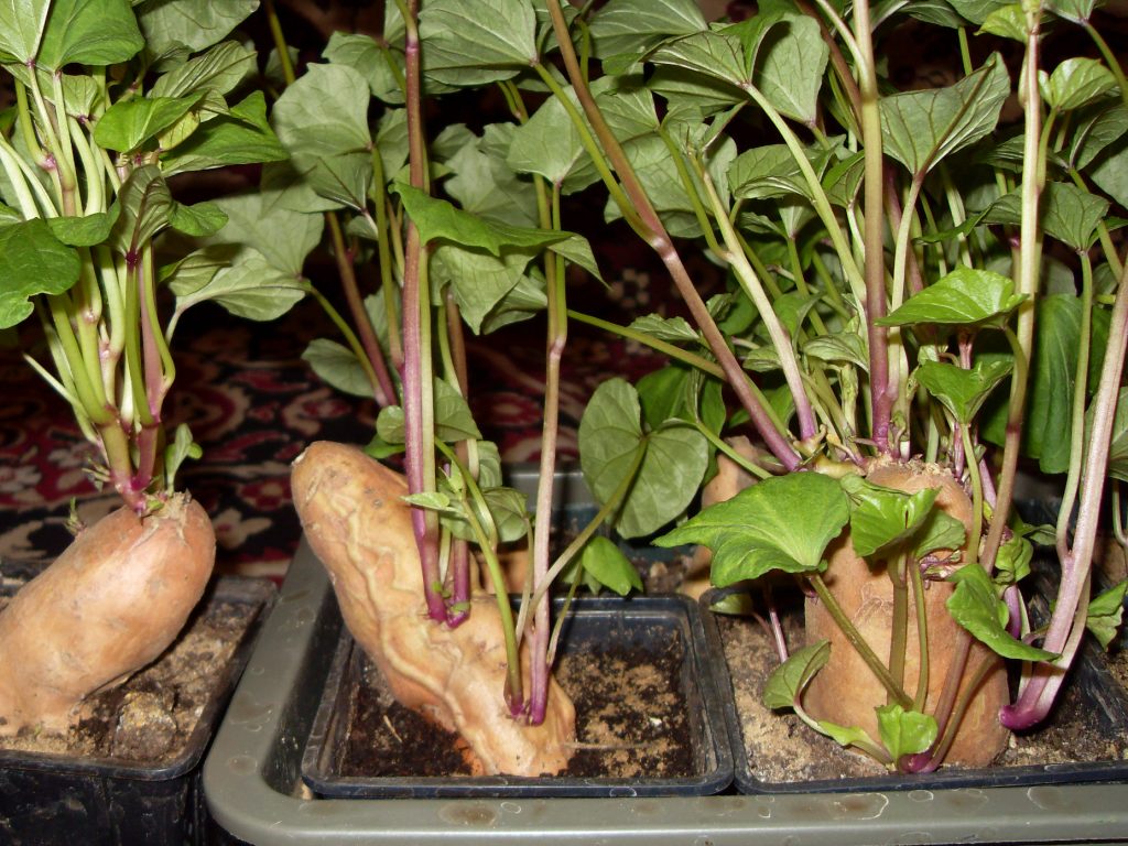 Growing sweet potatoes: the main advantages and virtues of the culture