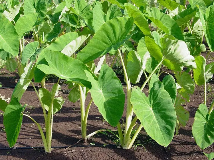 Growing sweet potatoes: the main advantages and virtues of the culture