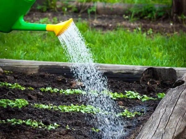 Growing sweet potatoes: the main advantages and virtues of the culture