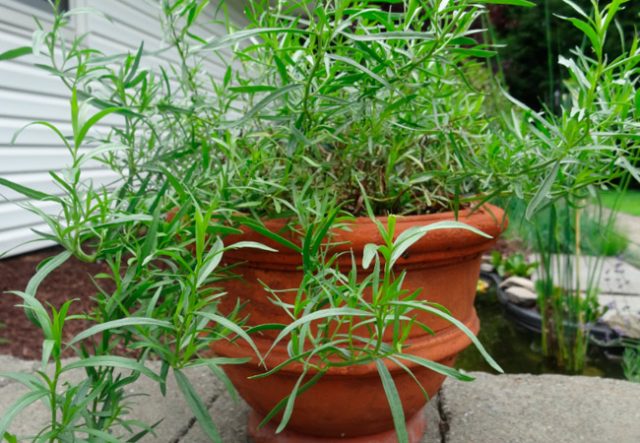 Growing tarragon (tarragon) from seeds