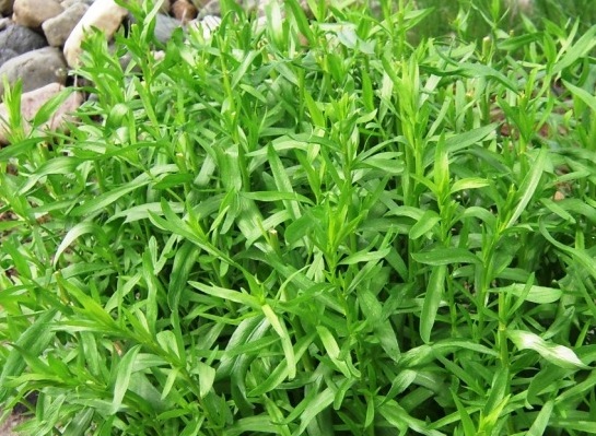 Growing tarragon (tarragon) from seeds