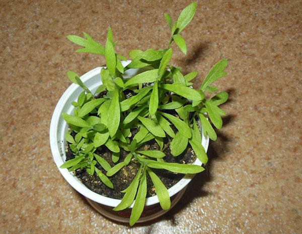 Growing tarragon (tarragon) from seeds