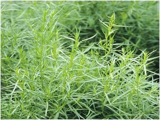 Growing tarragon (tarragon) from seeds