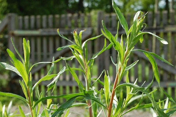 Growing tarragon (tarragon) from seeds