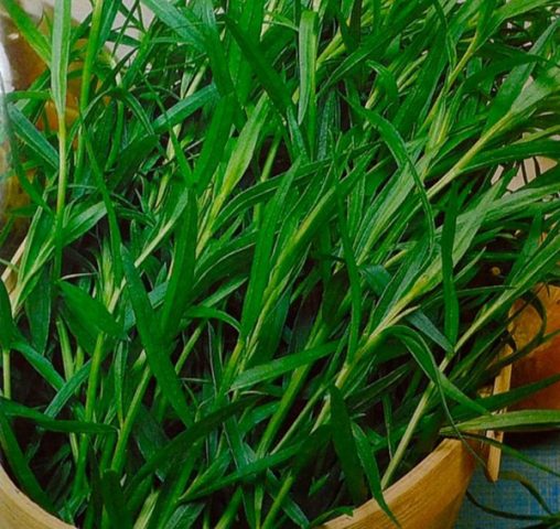 Growing tarragon (tarragon) from seeds