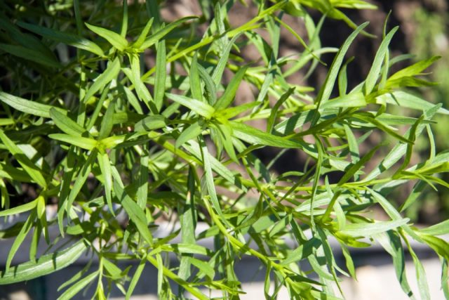 Growing tarragon (tarragon) from seeds