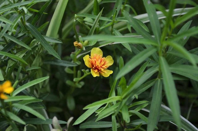 Growing tarragon (tarragon) from seeds