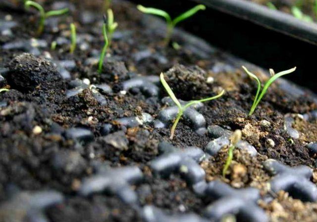 Growing tarragon (tarragon) from seeds