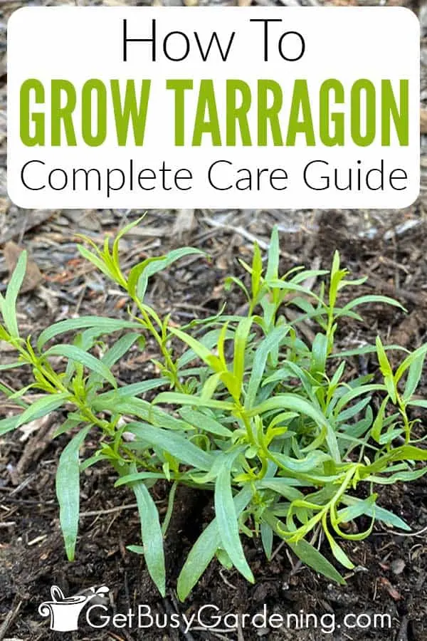 Growing tarragon (tarragon) from seeds