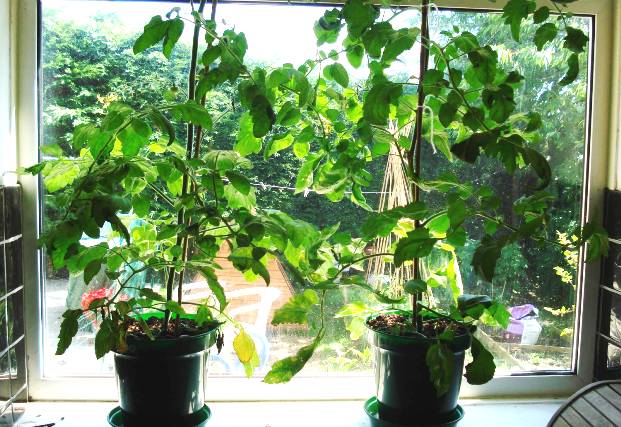 Growing tomato seedlings at home on the windowsill: seed preparation