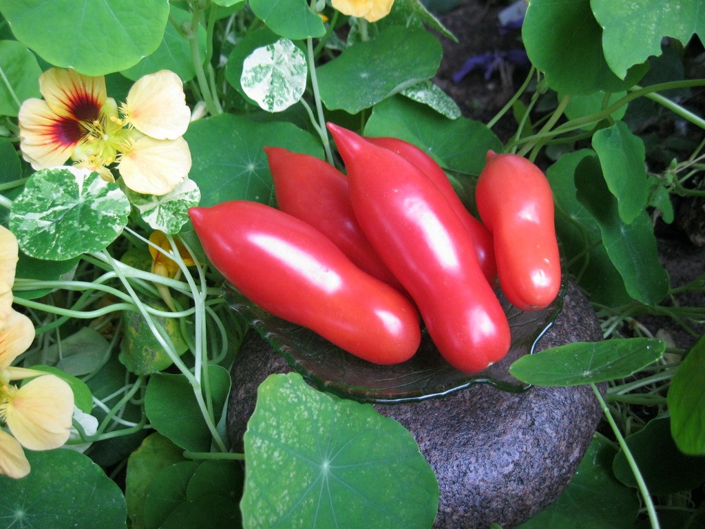 Growing tomato seedlings at home on the windowsill: seed preparation