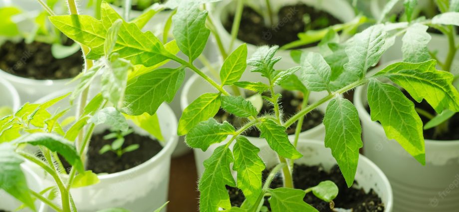 Growing tomato seedlings at home on the windowsill: seed preparation