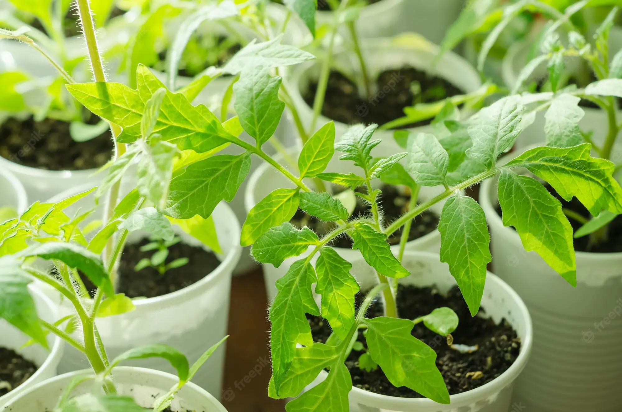 Growing tomato seedlings at home on the windowsill: seed preparation