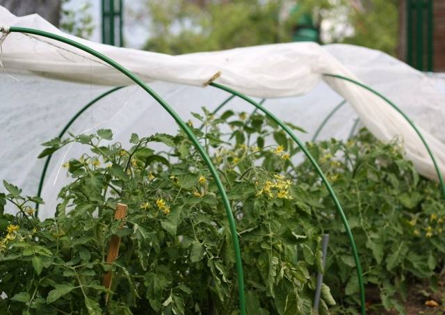 Growing tomato seedlings for a greenhouse