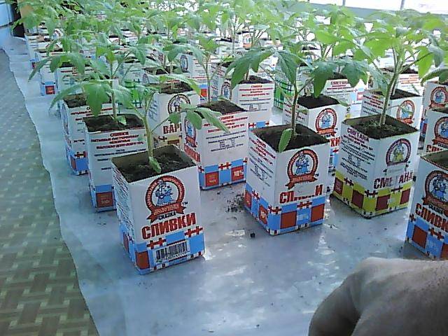 Growing tomato seedlings for a greenhouse