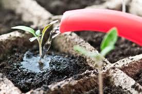 Growing tomato seedlings for a greenhouse