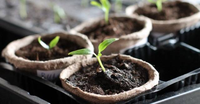 Growing tomato seedlings for a greenhouse